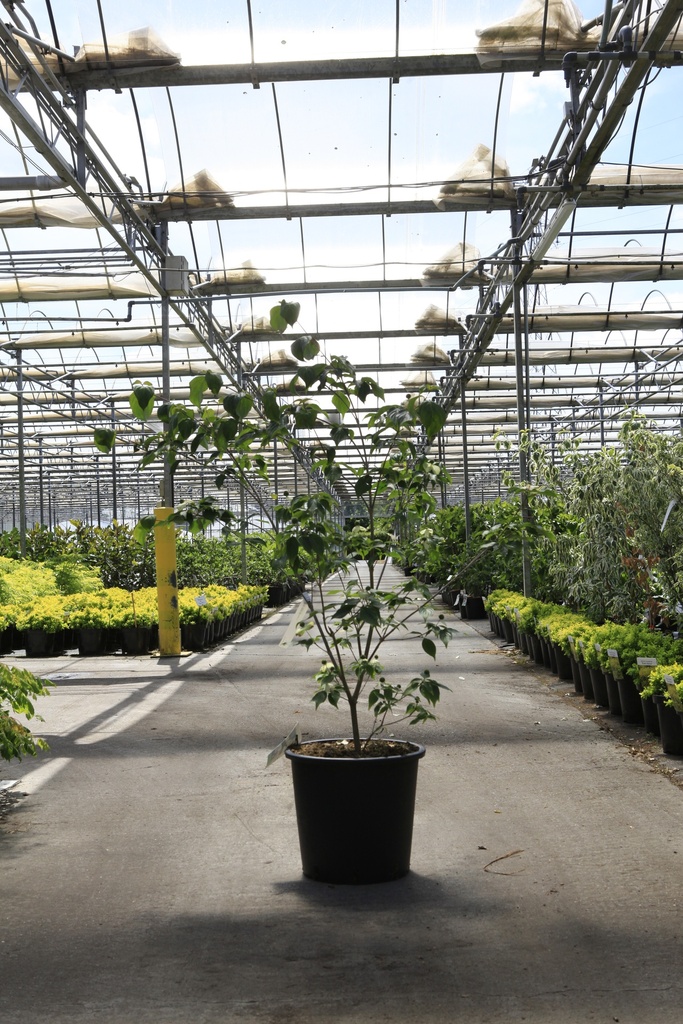 [P] Cornus kousa 'Claudia' cont. 25L 150/+ cm