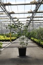 Cornus kousa 'Claudia' cont. 25L 150/+ cm