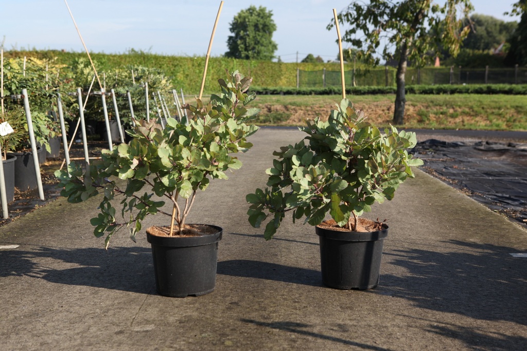 [P] Cotinus coggygria 'Old Fashioned' (PBR) cont. 10L 60-80 cm +B