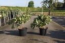 Cotinus coggygria 'Old Fashioned' (PBR) Kont. 10L 60-80 cm +B