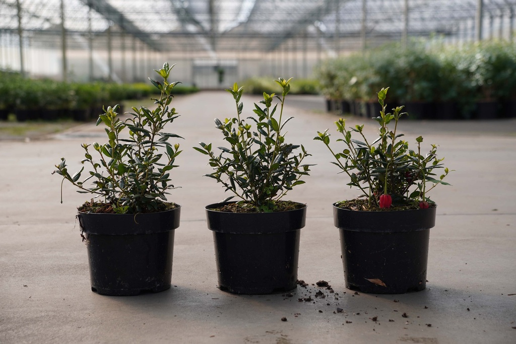 [P] Crinodendron hookerianum Kont. 3L 30-40 cm +B