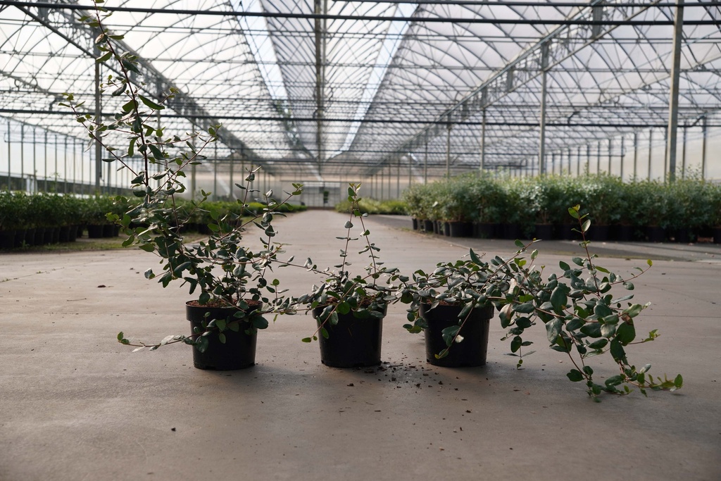 [P] Crinodendron patagua Kont. 3L 30-40 cm +B