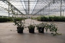 Crinodendron patagua cont. 3L 30-40 cm +ф