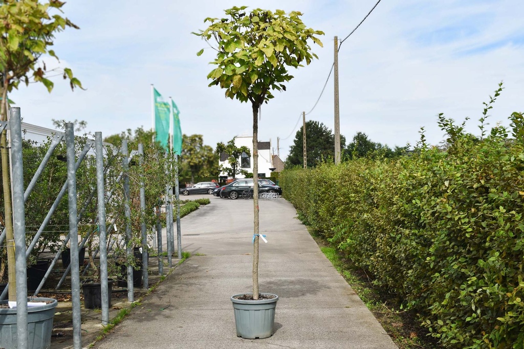 [P] Catalpa bungei cont. 50L hoogstam 12-14