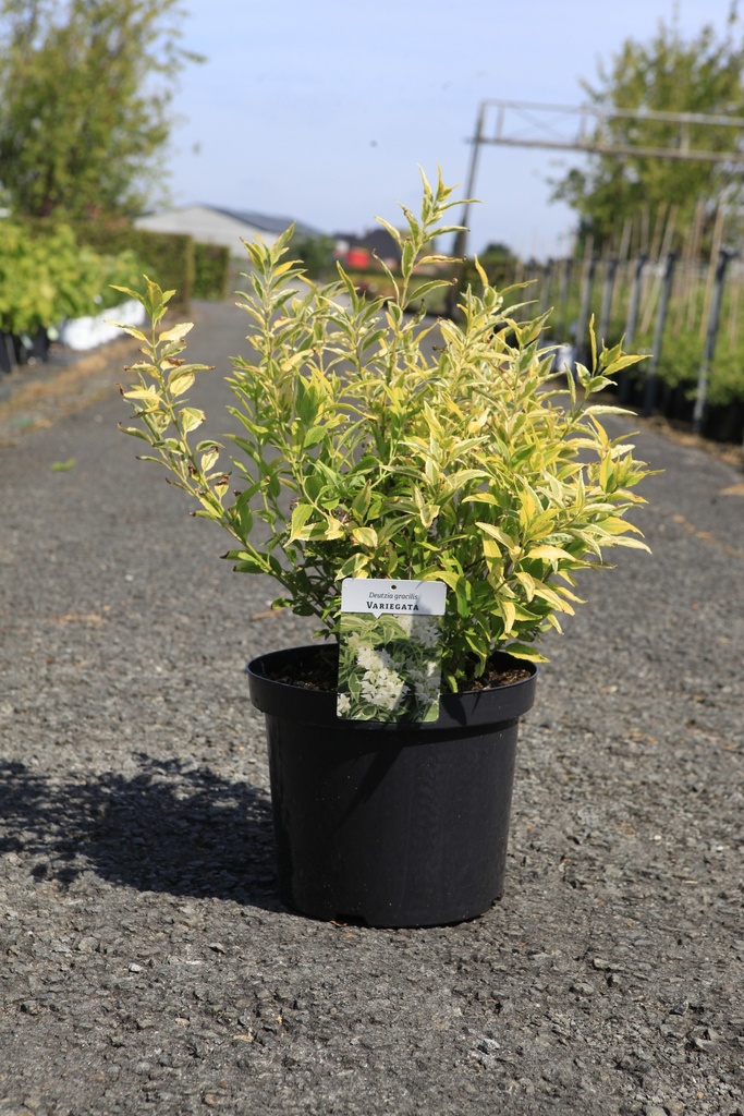 [P] Deutzia gracilis 'Variegata' cont. 10L 40-50 cm +p