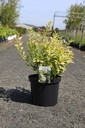 Deutzia gracilis 'Variegata' cont. 10L 40-50 cm +f