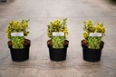 Euonymus japonicus 'Marieke' cont. 3L 25-30 cm +ф
