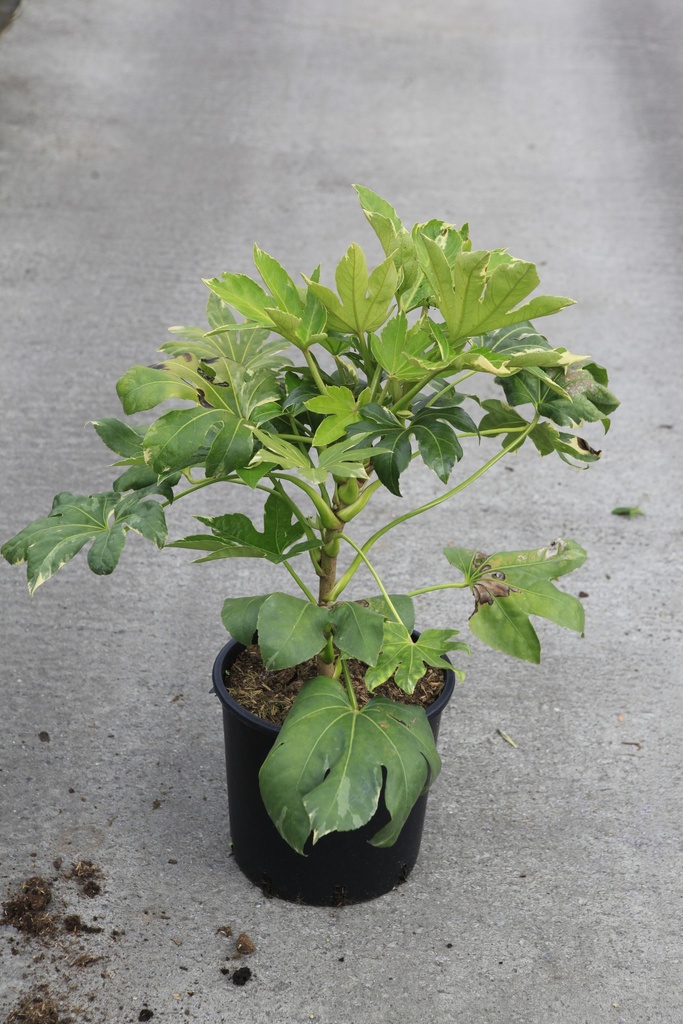 [P] Fatsia japonica 'Variegata' cont. 12L 40-50 cm +B
