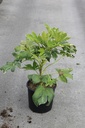 Fatsia japonica 'Variegata' cont. 12L 40-50 cm +f