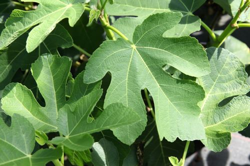 [P] Ficus carica 'Panaché' cont. 12L 80-100 cm +B
