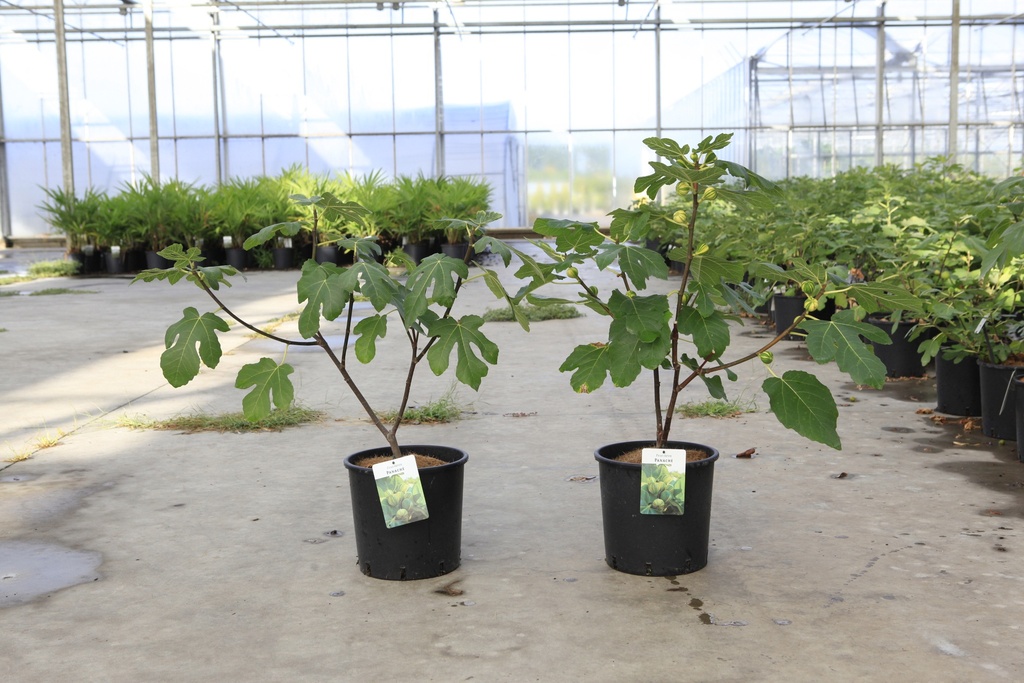 Ficus carica 'Panaché' cont. 12L 80-100 cm +p