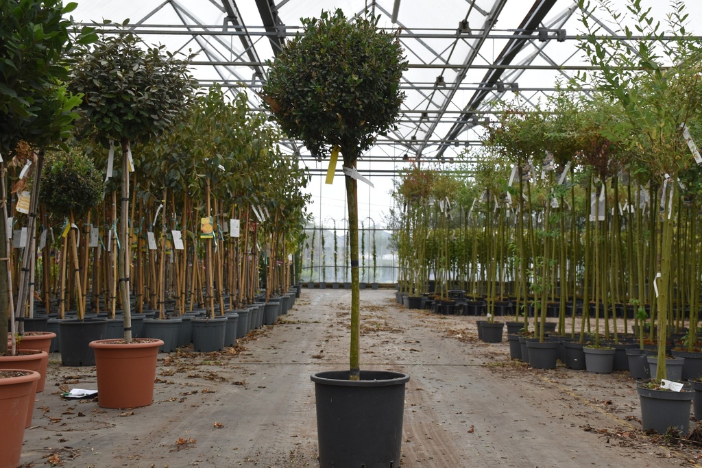 [P] Ilex crenata Luxus® GLOBE (PBR) Kont. 18L Halbstamm