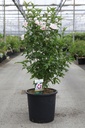 Hibiscus syriacus STARBURST CHIFFON (PBR) cont. 18L 80-100 cm +f