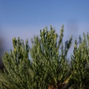 Sequoiadendron giganteum cont. 20L 120-140 cm