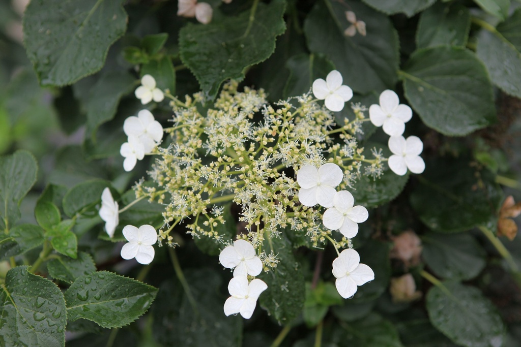 [P] Hydrangea anomala petiolaris BRIGHT SIDE (PBR) cont. 7L haut 100/+ cm +p