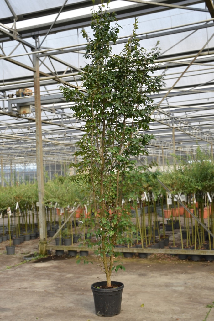 [P] Sycoparrotia semidecidua cont. 30L 200-250 cm