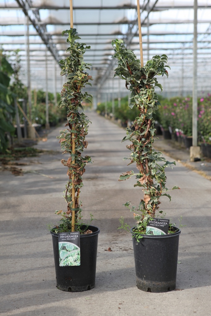 [P] Hydrangea anomala petiolaris 'Silver Lining' (PBR) cont. 7L hoch 100/+ cm +B