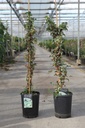 Hydrangea anomala petiolaris 'Silver Lining' (PBR) cont. 7L high 100/+ cm +p