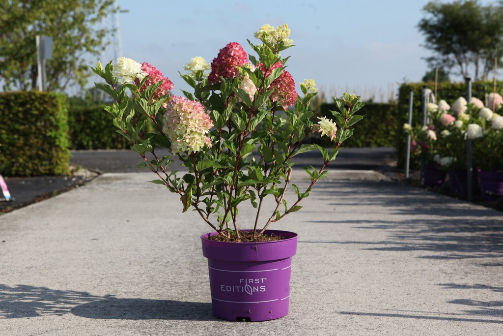 Hydrangea paniculata First Editions® SPRING SIZZLE (PBR) cont. 10L deco 60-80 cm +p
