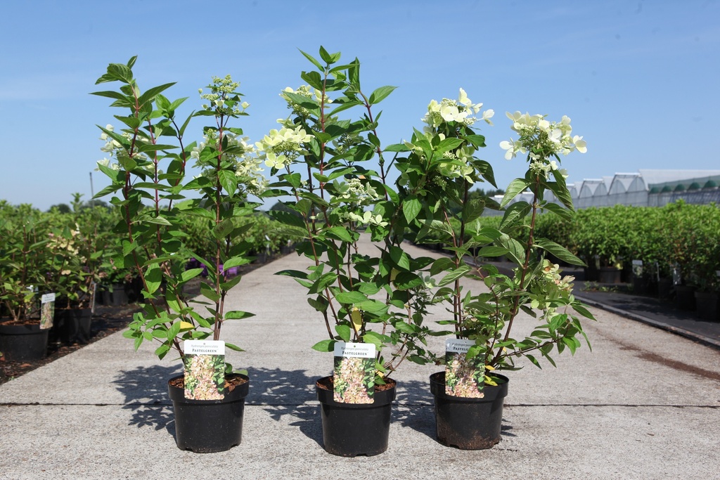 Hydrangea paniculata PASTELGREEN (PBR) cont. 3,6L 40-50 cm +f