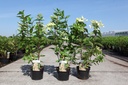 Hydrangea paniculata PASTELGREEN (PBR) cont. 3,6L 40-50 cm +f