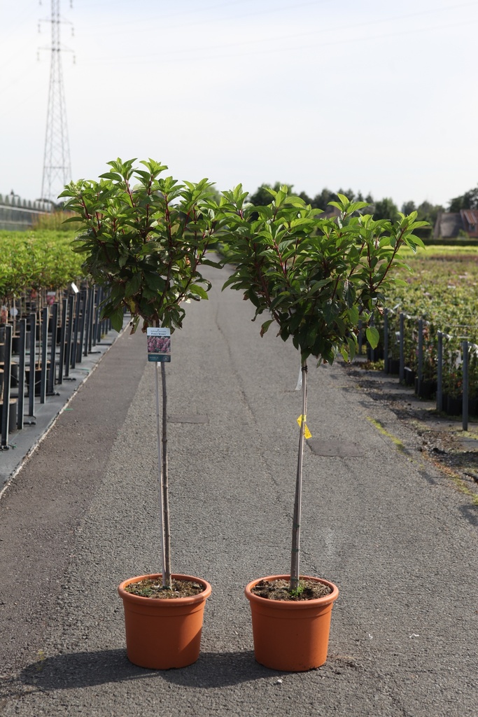 Hydrangea paniculata PINKY WINKY® (PBR) Kont. 20L 100 cm Stamm +B