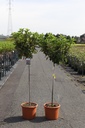 Hydrangea paniculata PINKY WINKY® (PBR) cont. 20L 100 cm stam +f