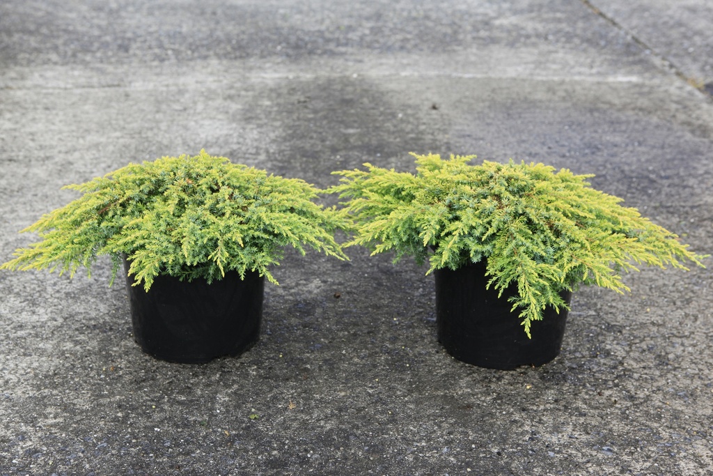 Juniperus communis 'Lemon Carpet' cont. 7,5L 40-50 cm
