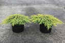 Juniperus communis 'Lemon Carpet' cont. 7,5L 40-50 cm