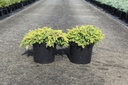Juniperus conferta 'Sunflower' (PBR) cont. 7,5L 40/+ cm