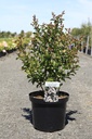 Lagerstroemia indica 'Neige d'été' cont. 10L 60-80 cm +ф