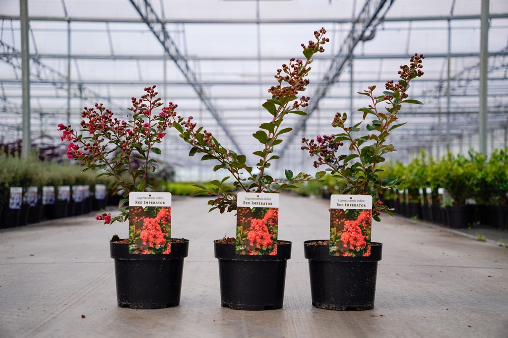[P] Lagerstroemia indica 'Red Imperator' cont. 3L 30-40 cm +f