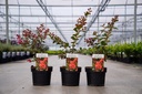 Lagerstroemia indica 'Red Imperator' cont. 3L 30-40 cm +ф