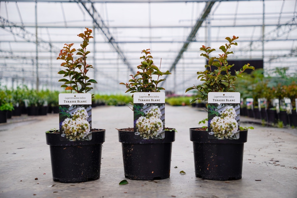 [P] Lagerstroemia indica 'Terrasse Blanc' cont. 3L 30-40 cm +p