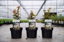 Lagerstroemia indica 'Terrasse Blanc' Kont. 3L 30-40 cm +B