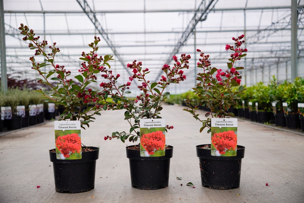 [P] Lagerstroemia indica 'Terrasse Rouge' cont. 3L 30-40 cm +ф