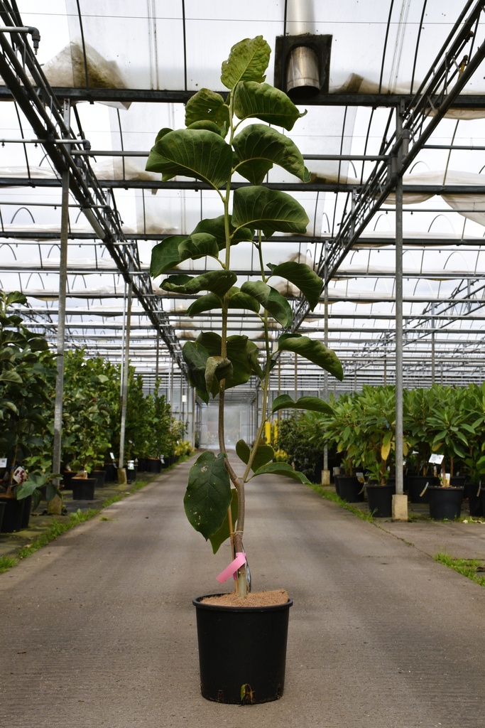[P] Magnolia 'Ab Fab' cont. 12L 80/+ cm +p