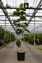 Magnolia 'Ab Fab' cont. 12L 80/+ cm +f