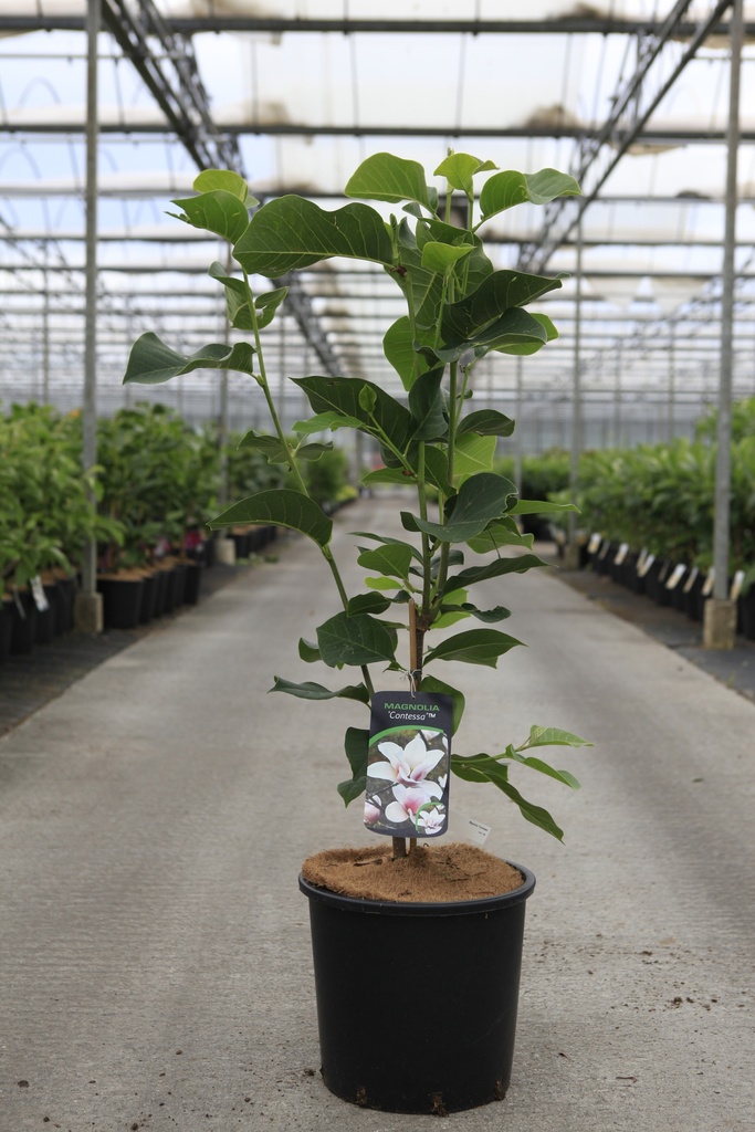 [P] Magnolia 'Contessa' cont. 15L 80-100 cm +ф
