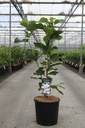Magnolia 'Contessa' Kont. 15L 80-100 cm +B