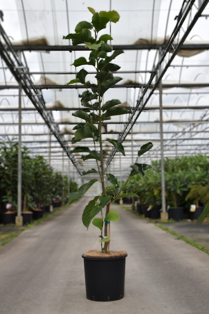 [P] Magnolia 'Livingstone' cont. 15L 80-100 cm