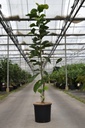 Magnolia 'Livingstone' kont. 15L 80-100 cm