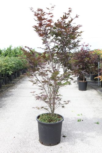 [P] Acer palmatum 'Atropurpureum' cont. 25L 125-150 cm +B