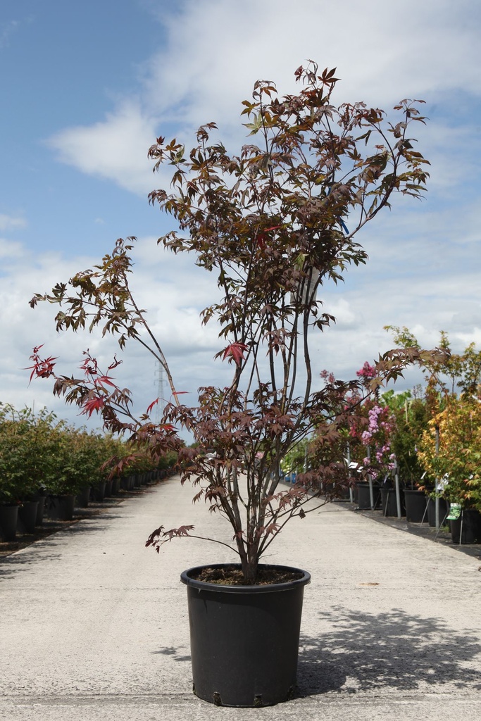[P] Acer palmatum 'Atropurpureum' cont. 25L 125-150 cm +p