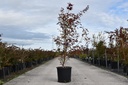 Acer palmatum 'Atropurpureum' Kont. 25L 125-150 cm +B