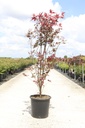 Acer palmatum 'Atropurpureum' Kont. 25L 125-150 cm +B