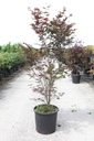 Acer palmatum 'Atropurpureum' cont. 25L 125-150 cm +ф