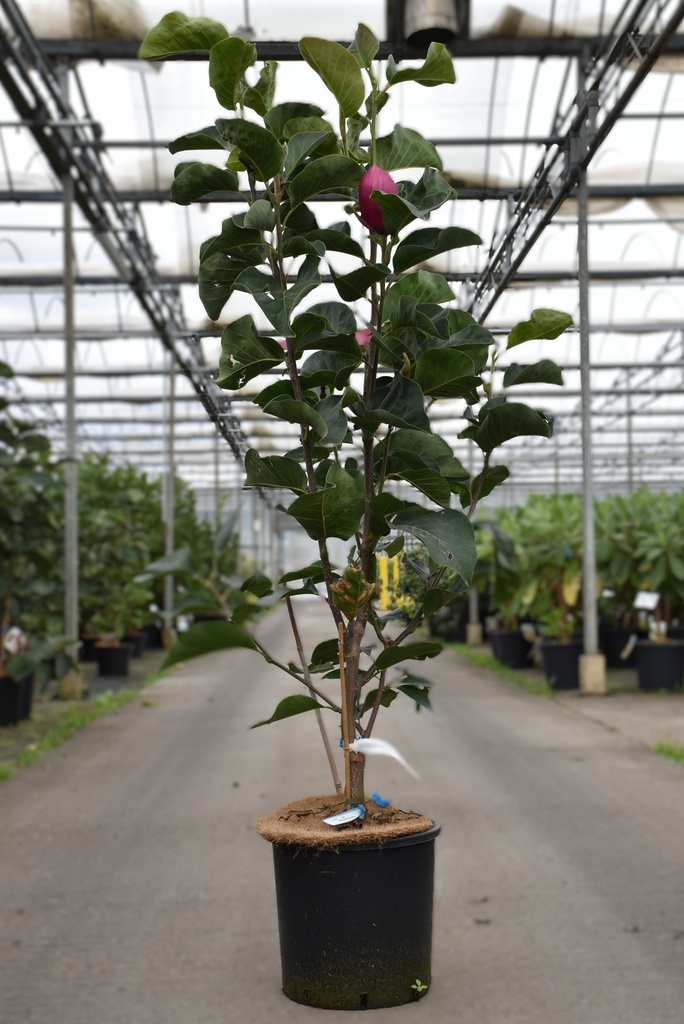 Magnolia 'Red as Red' cont. 15L 80-100 cm +ф