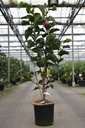 Magnolia 'Red as Red' cont. 15L 80-100 cm +f
