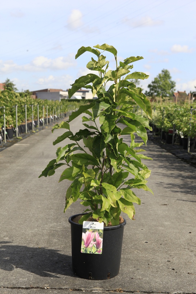 [P] Magnolia 'Ricki' cont. 12L 80/+ cm +ф